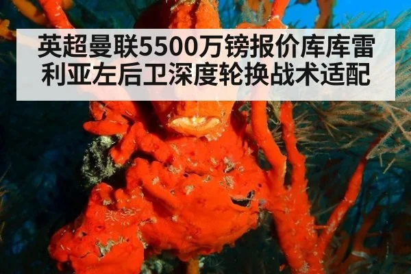 英超曼联5500万镑报价库库雷利亚左后卫深度轮换战术适配